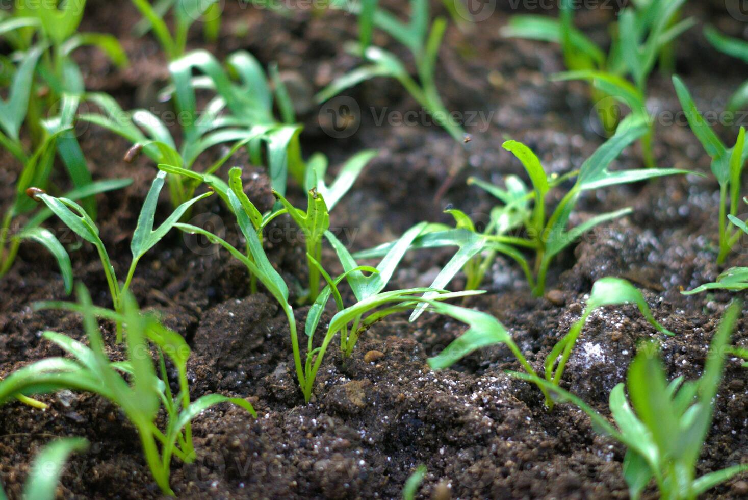 Close up image of vegetable seedlings growing on the soil, farming and agriculture photo