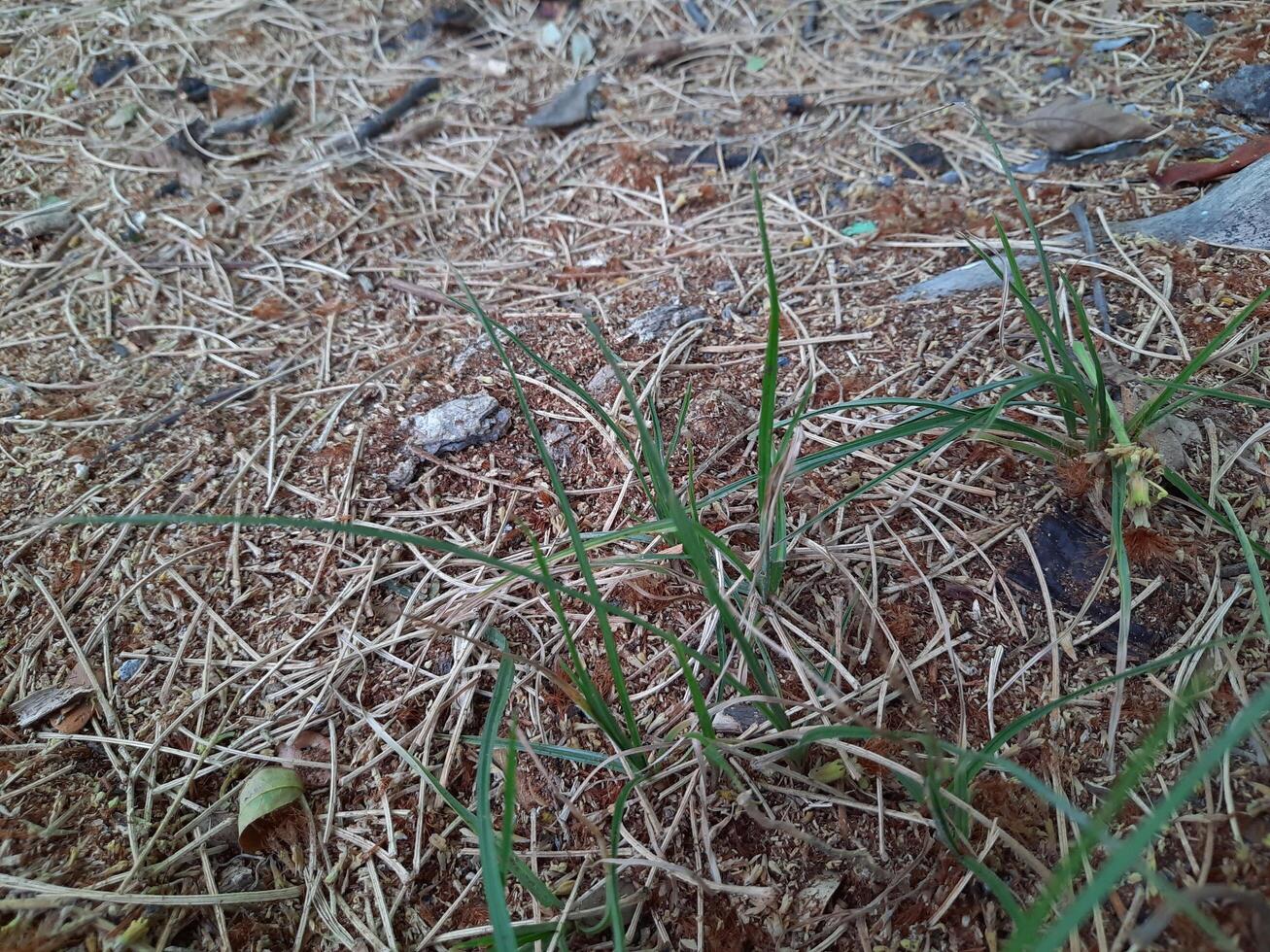 dried grass background photo