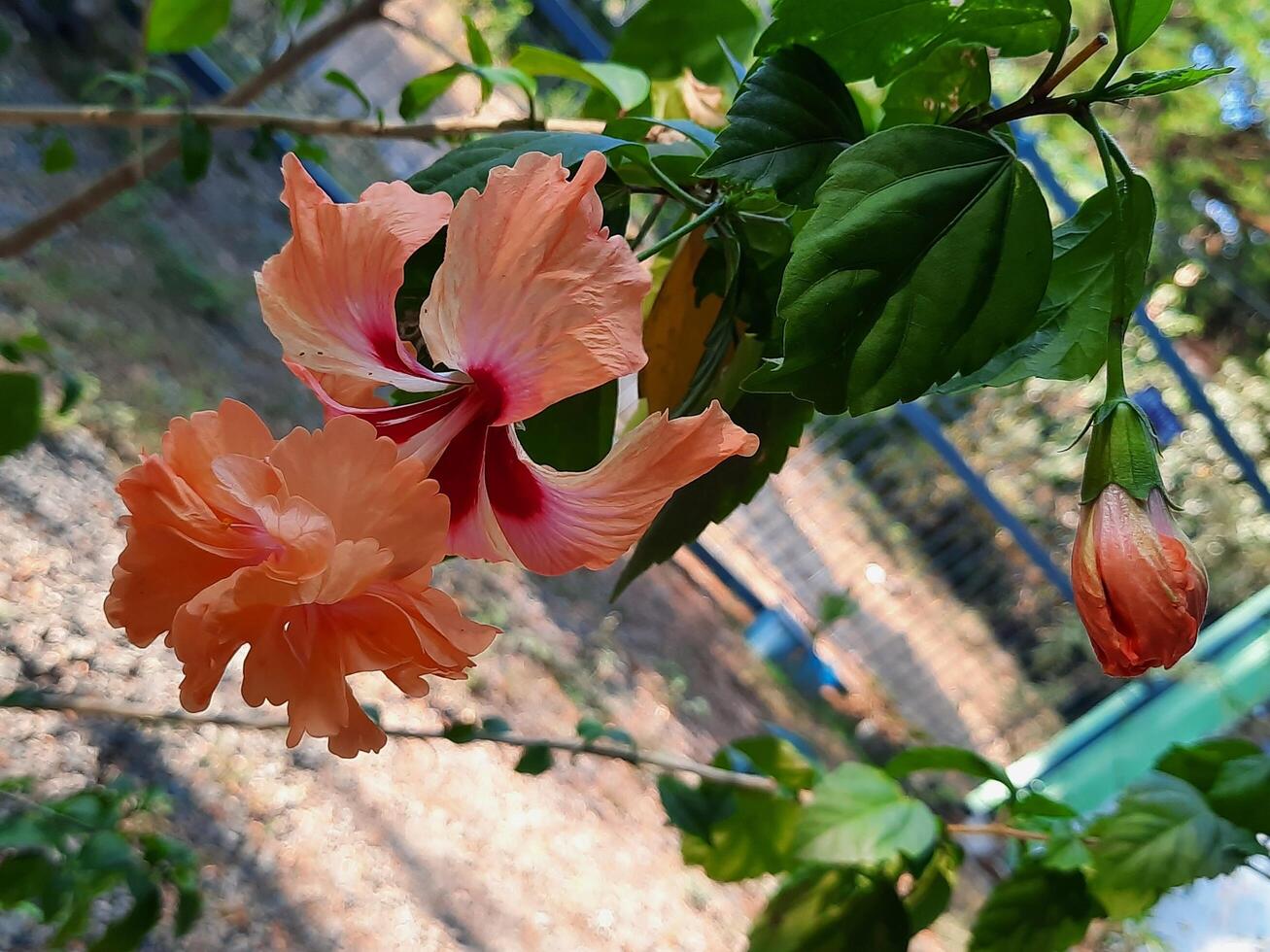 an orange gumamela flower photo