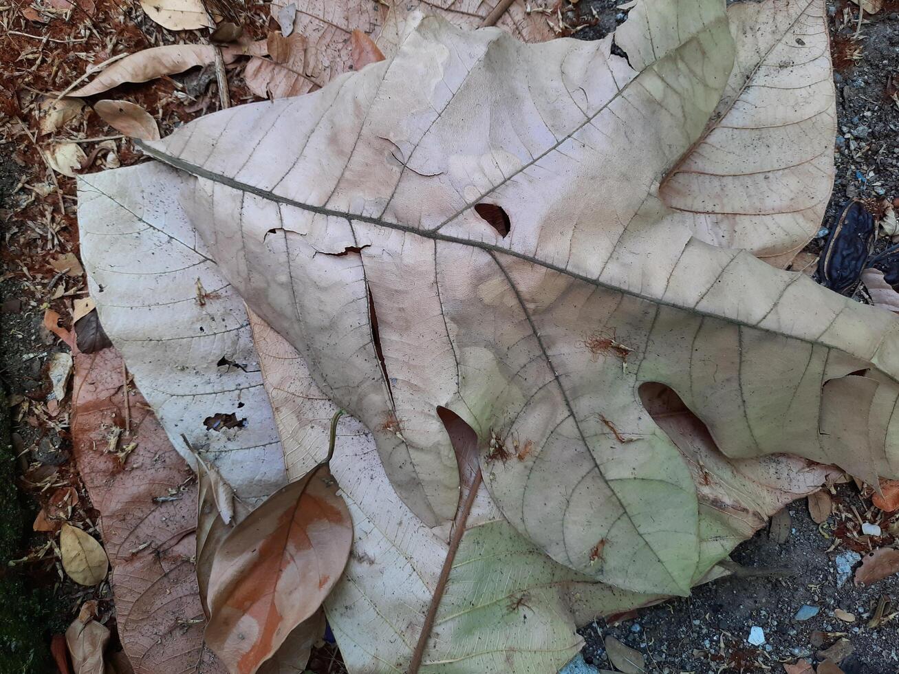 dried leaves background photo