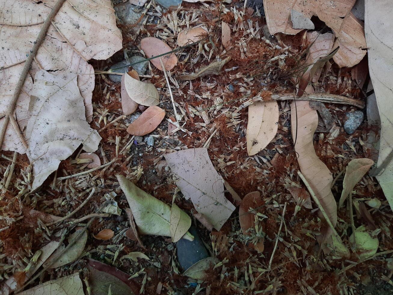 dried leaves background photo