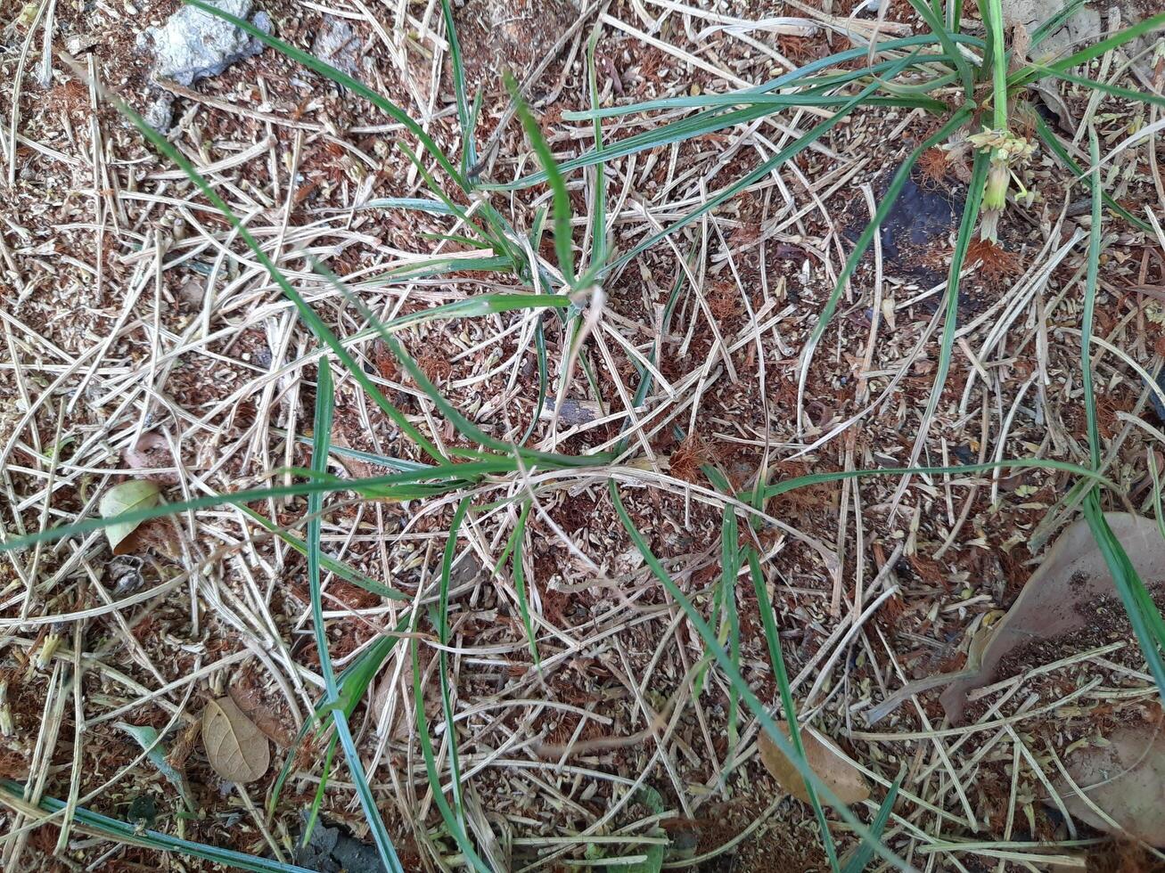 Dried grass background photo