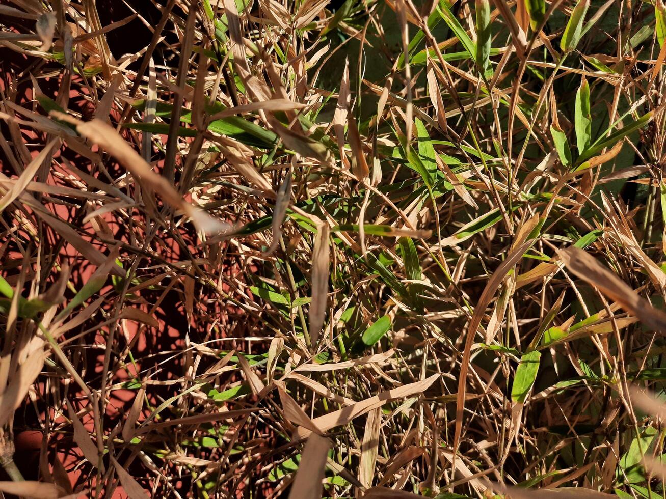 dried grass background photo