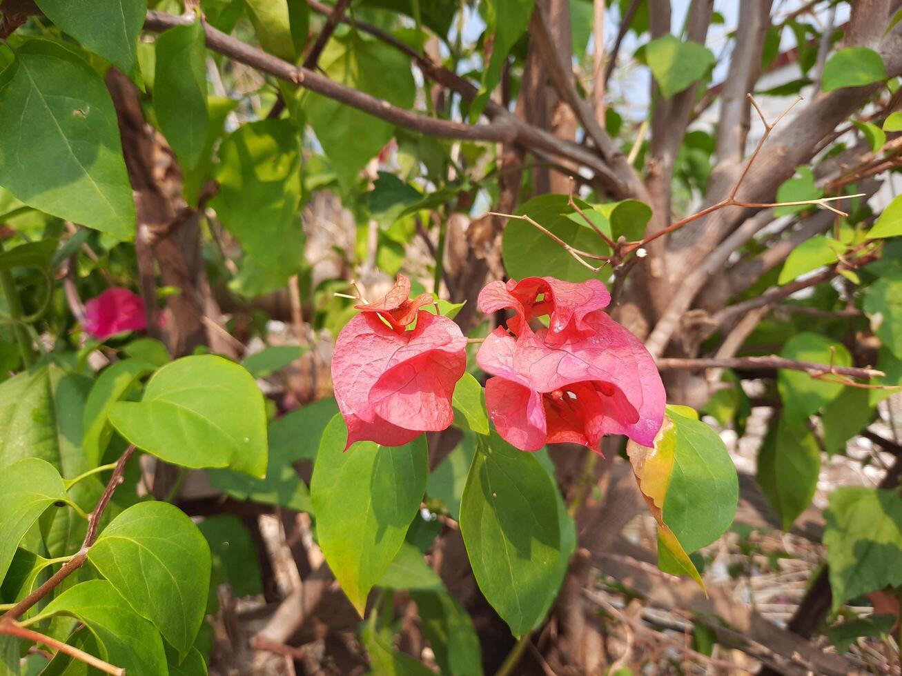 bougainvillea flower in the garden photo