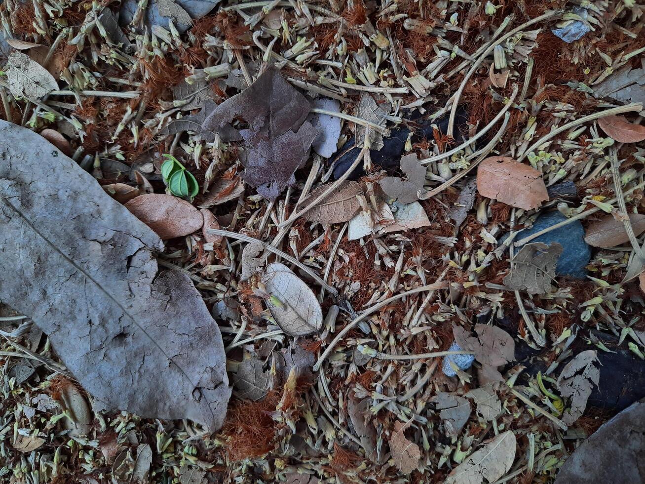dried leaves background photo