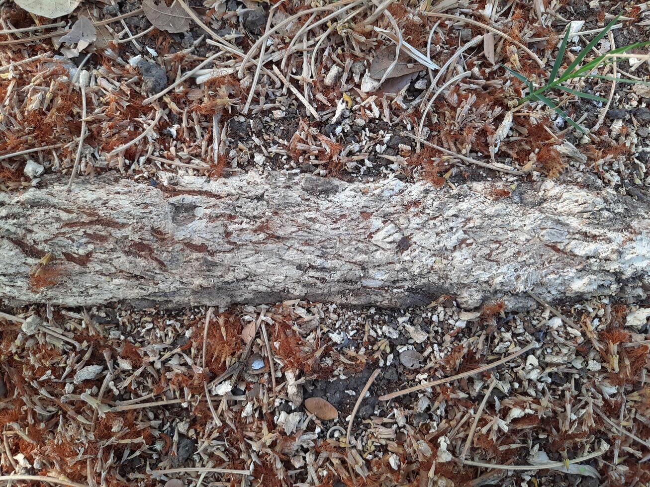 root of a a tree photo