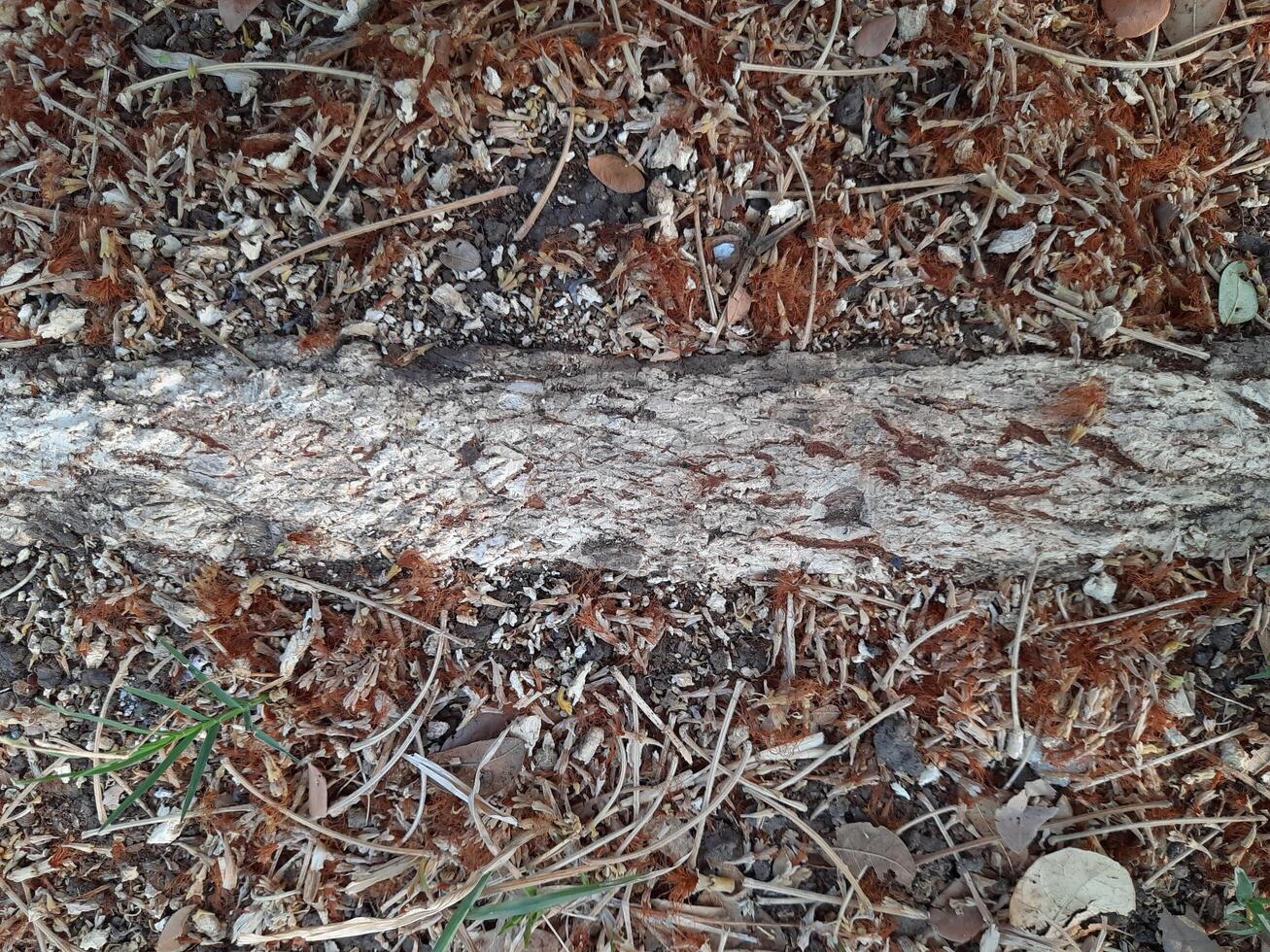 root of a a tree photo