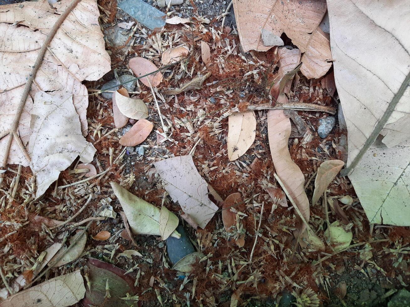 dried leaves background photo