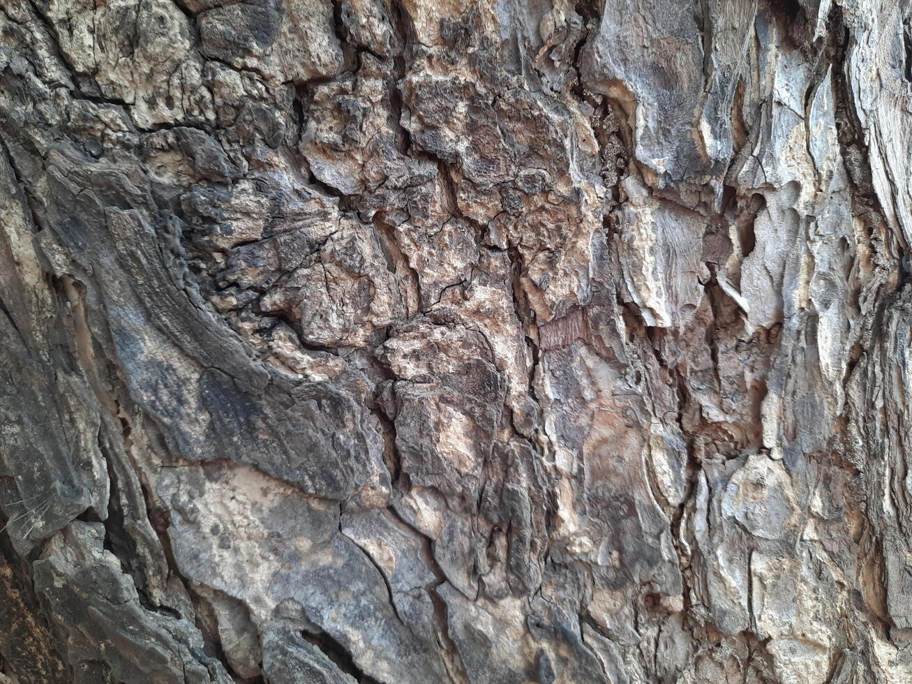 tree bark textured background photo