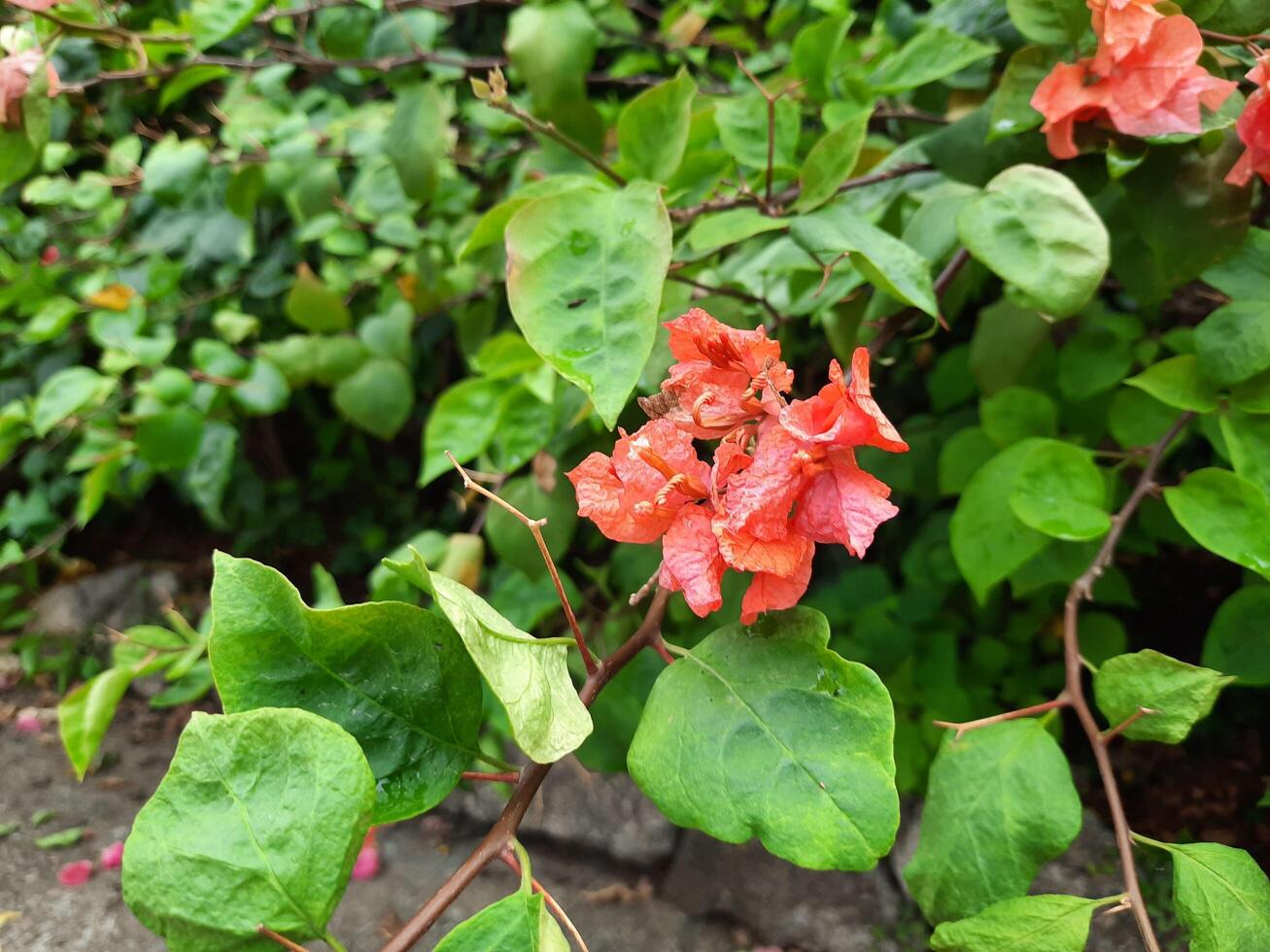 bougainvillea flower in the garden photo