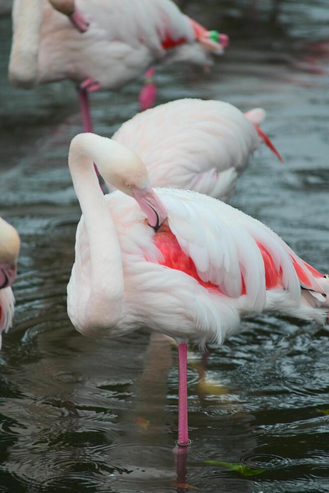 Flamingo resting in pond in rain photo