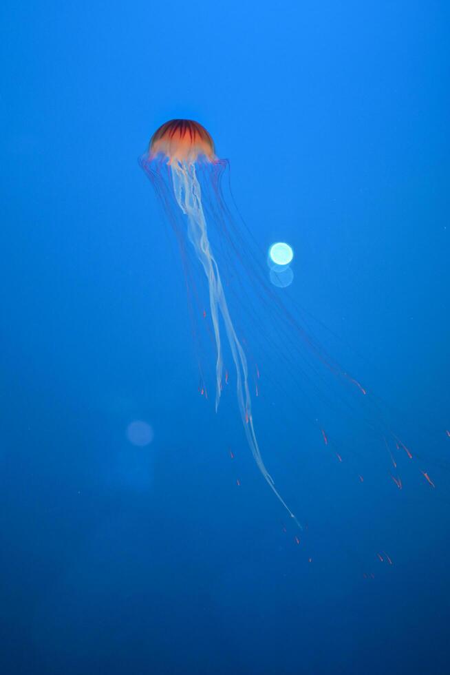 jelly fish in the aquarium photo