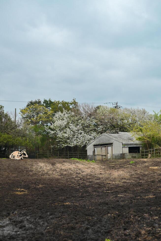 cows on a farm with sakura photo