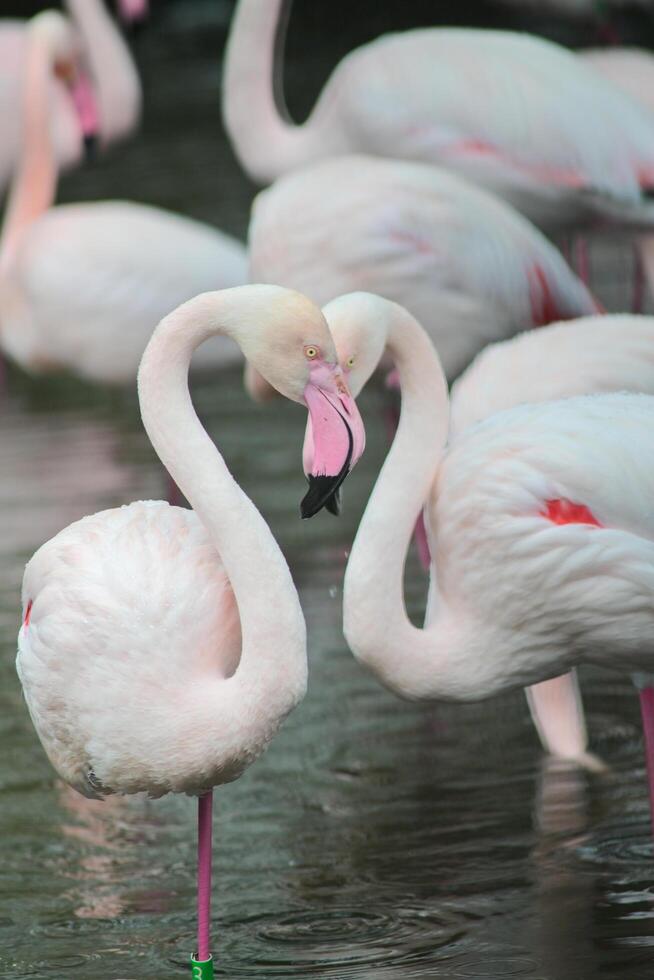 Flamingo resting in pond in rain photo