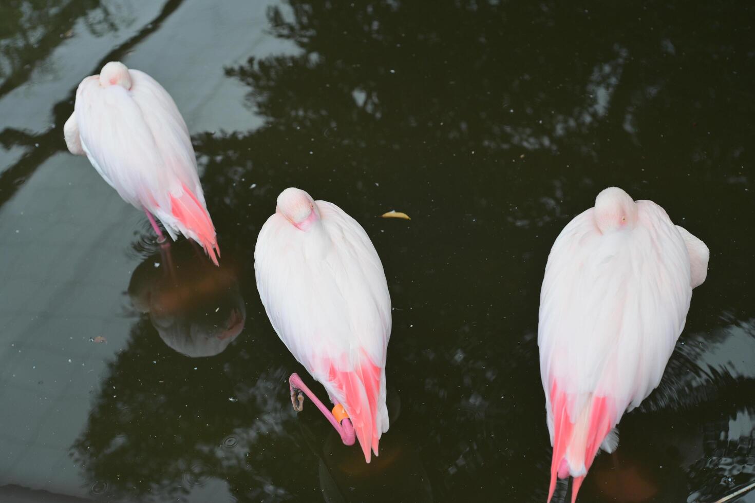 Flamingo resting in pond in rain photo