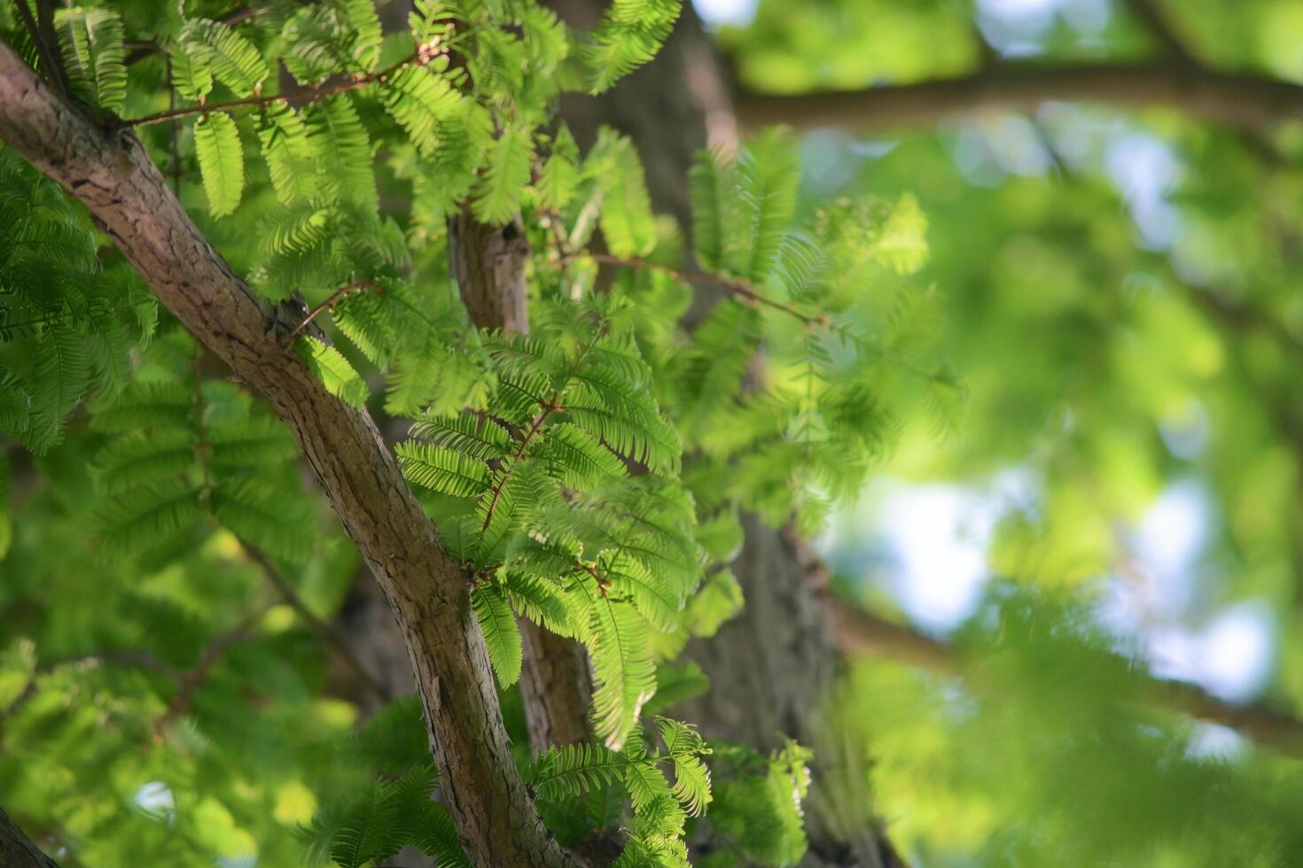 Pine leaves blowing in the wind under the sun photo