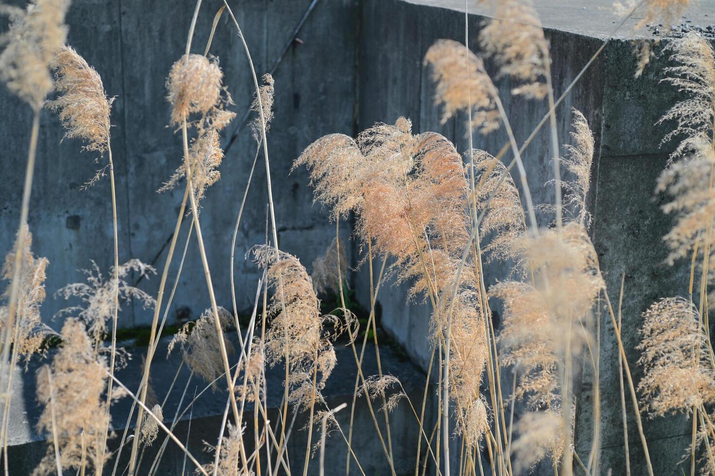 the reeds in the wind photo