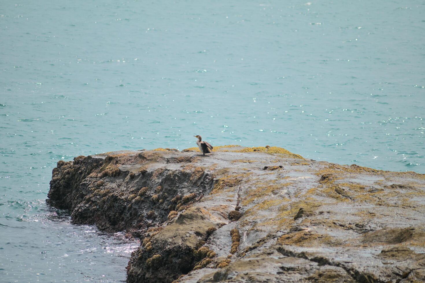 Japanese Cormorant resting on the reef photo