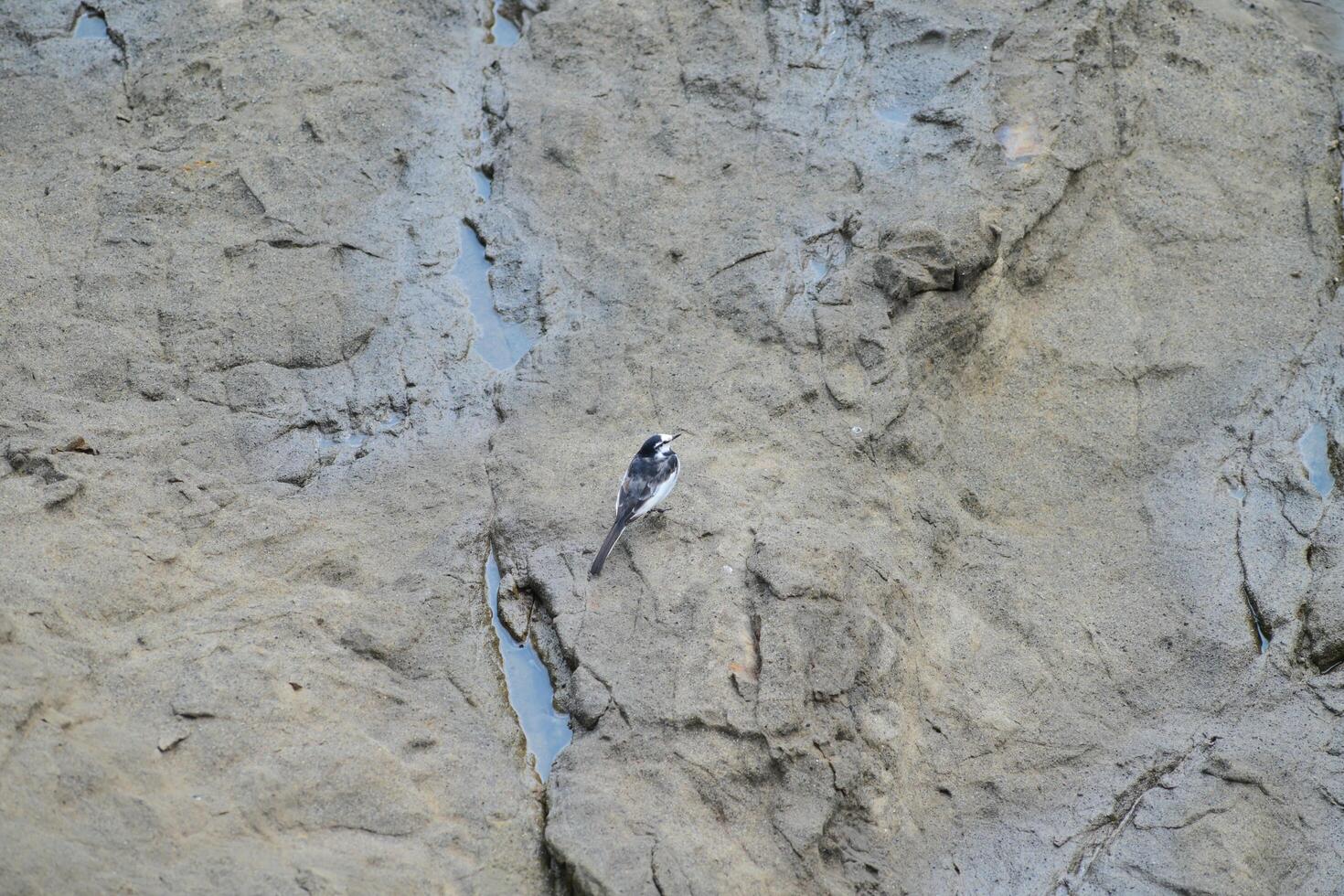 Seabird resting on the reef photo