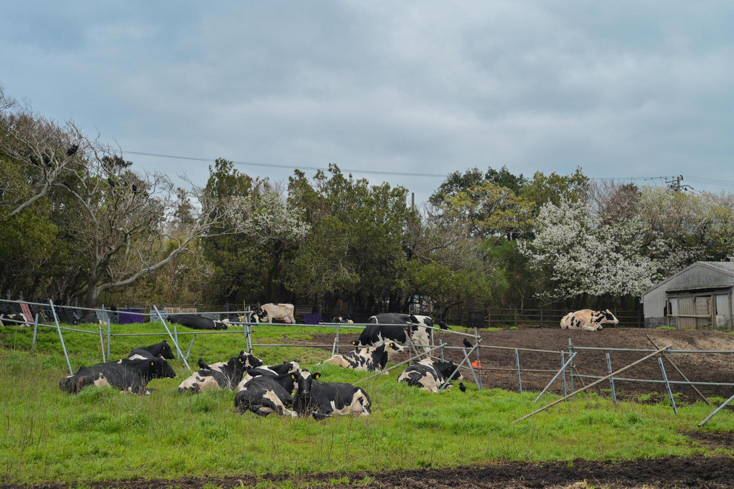 cows on a farm with sakura photo