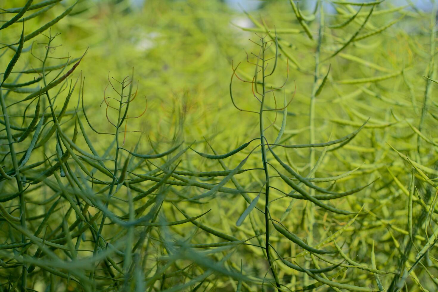 Lush rapeseed in the sun photo