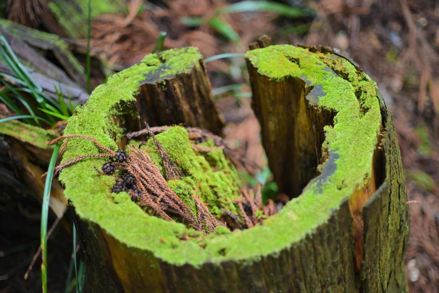 green moss on tree trunk photo