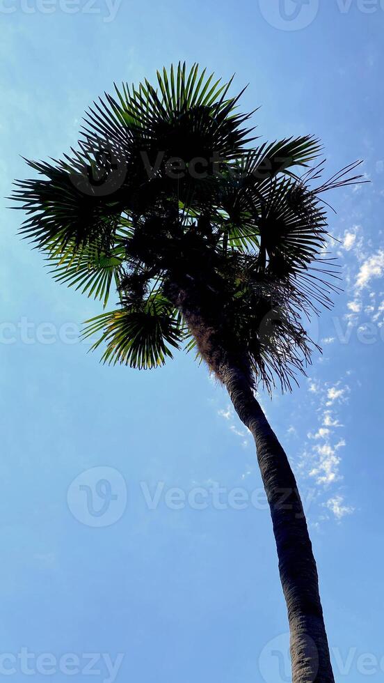 Palm tree on a sunny day photo