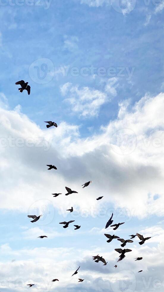 Flying birds in the sky with clouds photo