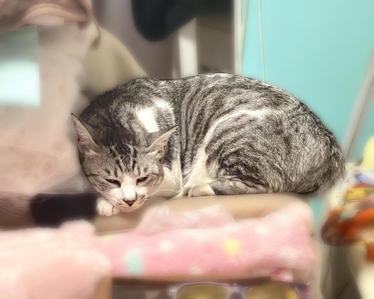 Sleeping silver and white tabby cat photo