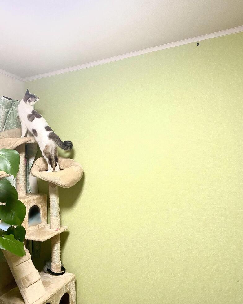 A cat goes after insects that have entered the house photo
