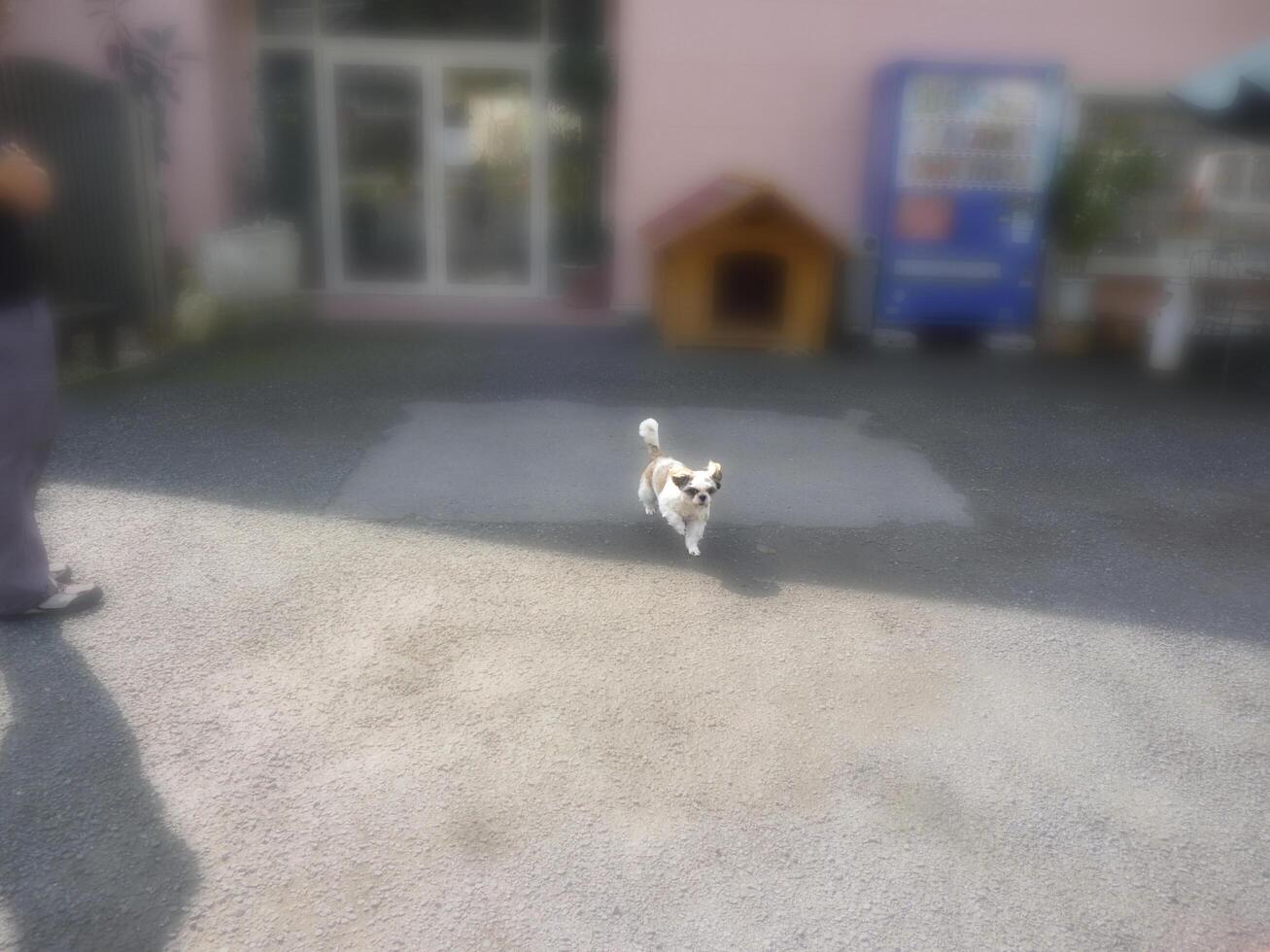 A Shih Tzu dog running toward us photo