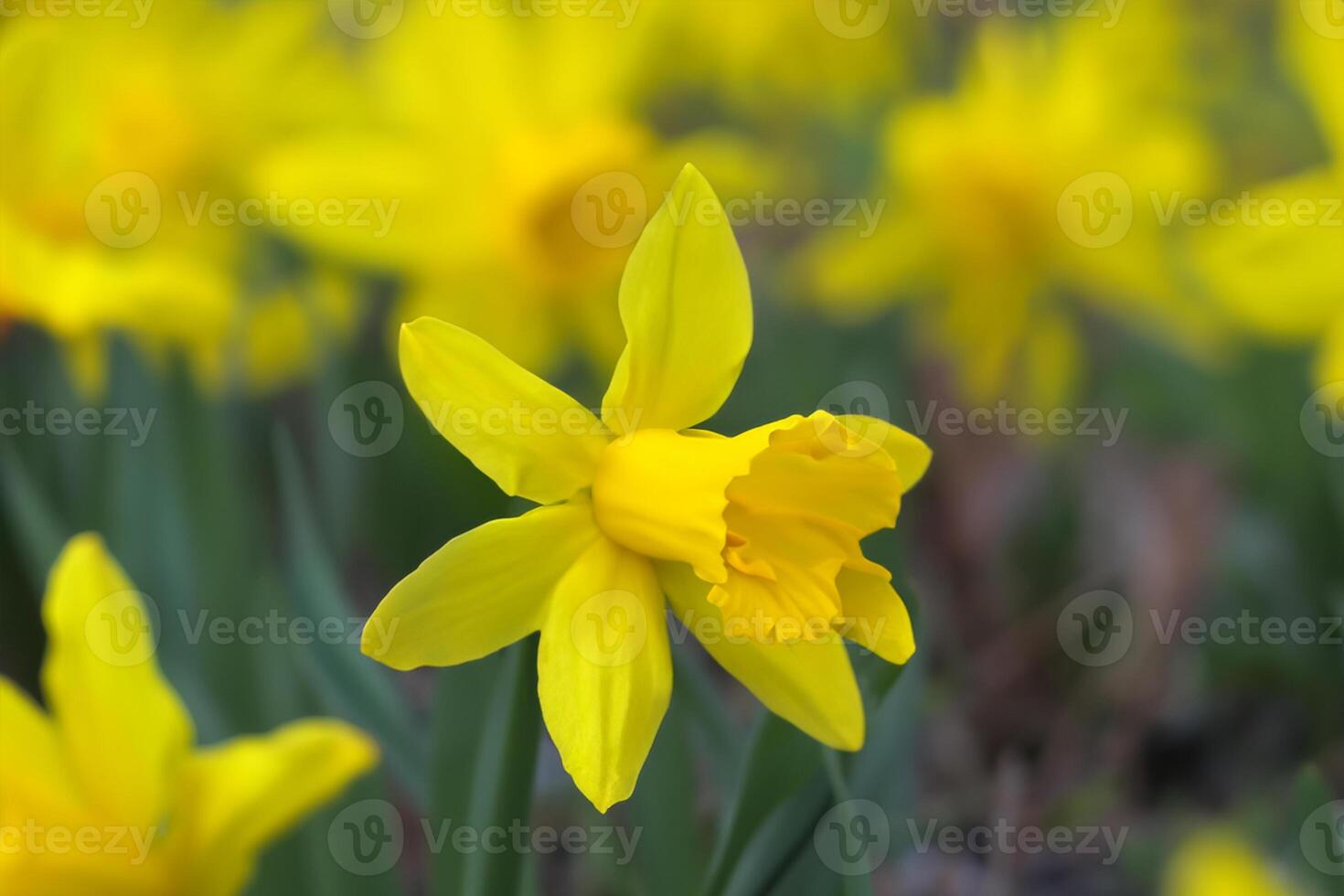 Beautiful Fresh Flower Background A Stunning Array of Blooms, Creating a Vibrant and Serene Atmosphere Perfect for Adding Elegance to Any Occasion or Decor photo