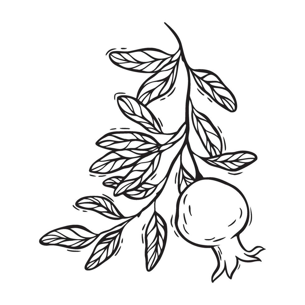 Branch with leaves and growing pomegranate. botanical black and white illustration, hand drawn in linocut style on isolated background. Drawing for design of food and cosmetics packaging, cards vector