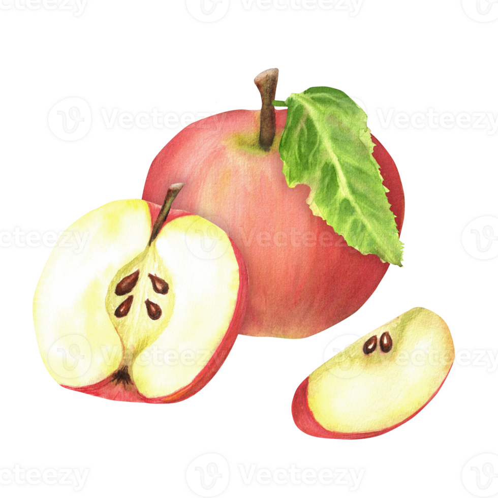 Fresh red apple with green leaf, a halved apple and a slice. Garden fruit. Hand-drawn watercolor illustration png