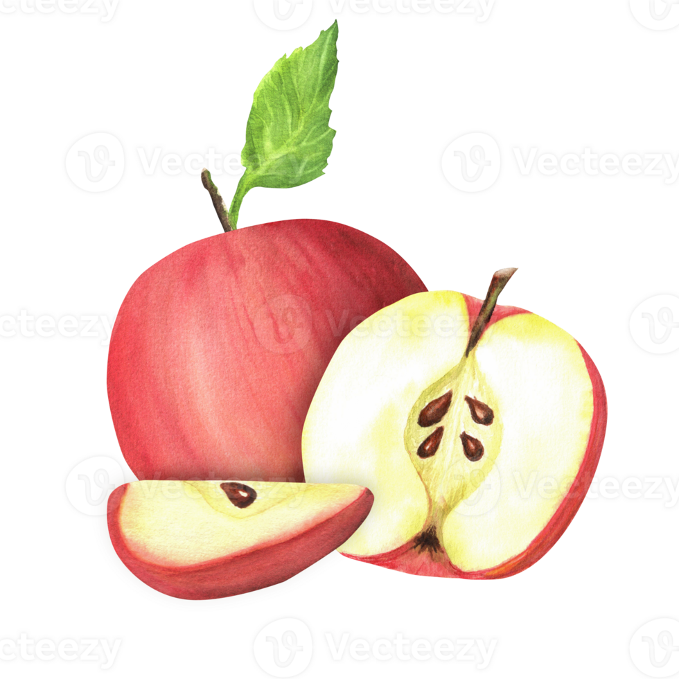 Garden apple fruit. Ripe red apple with green leaf, a half of apple and a slice. Hand-drawn watercolor illustration png