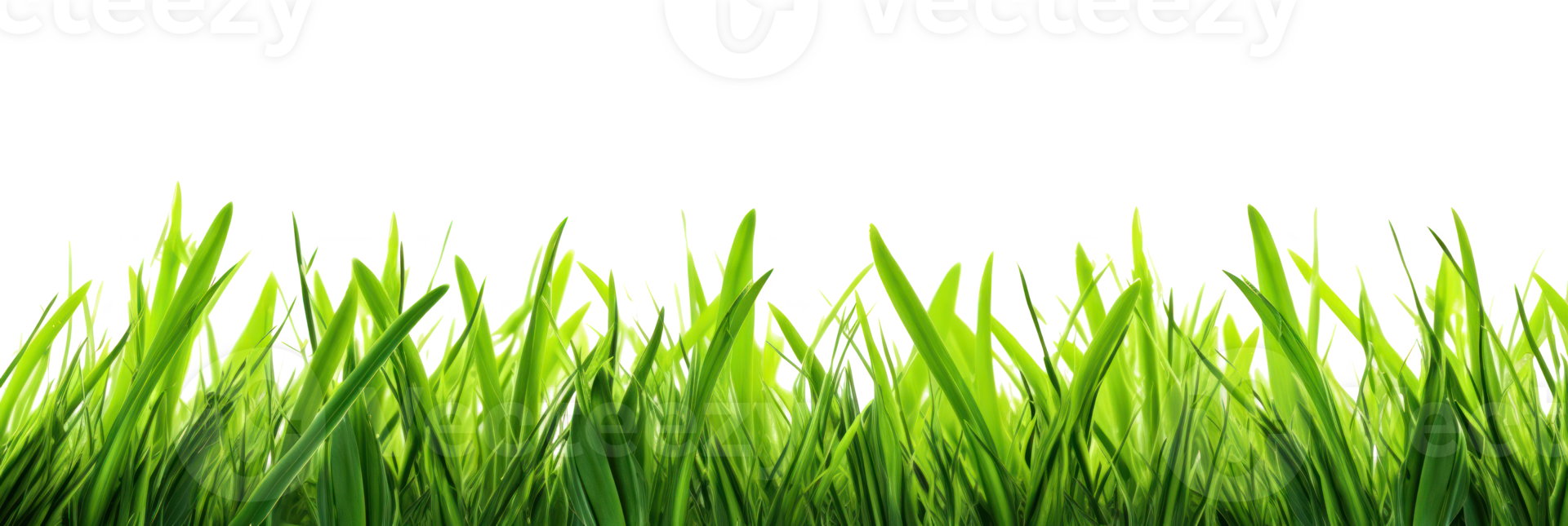 Lush Green Grass Field. Green Grass Isolated On Background png