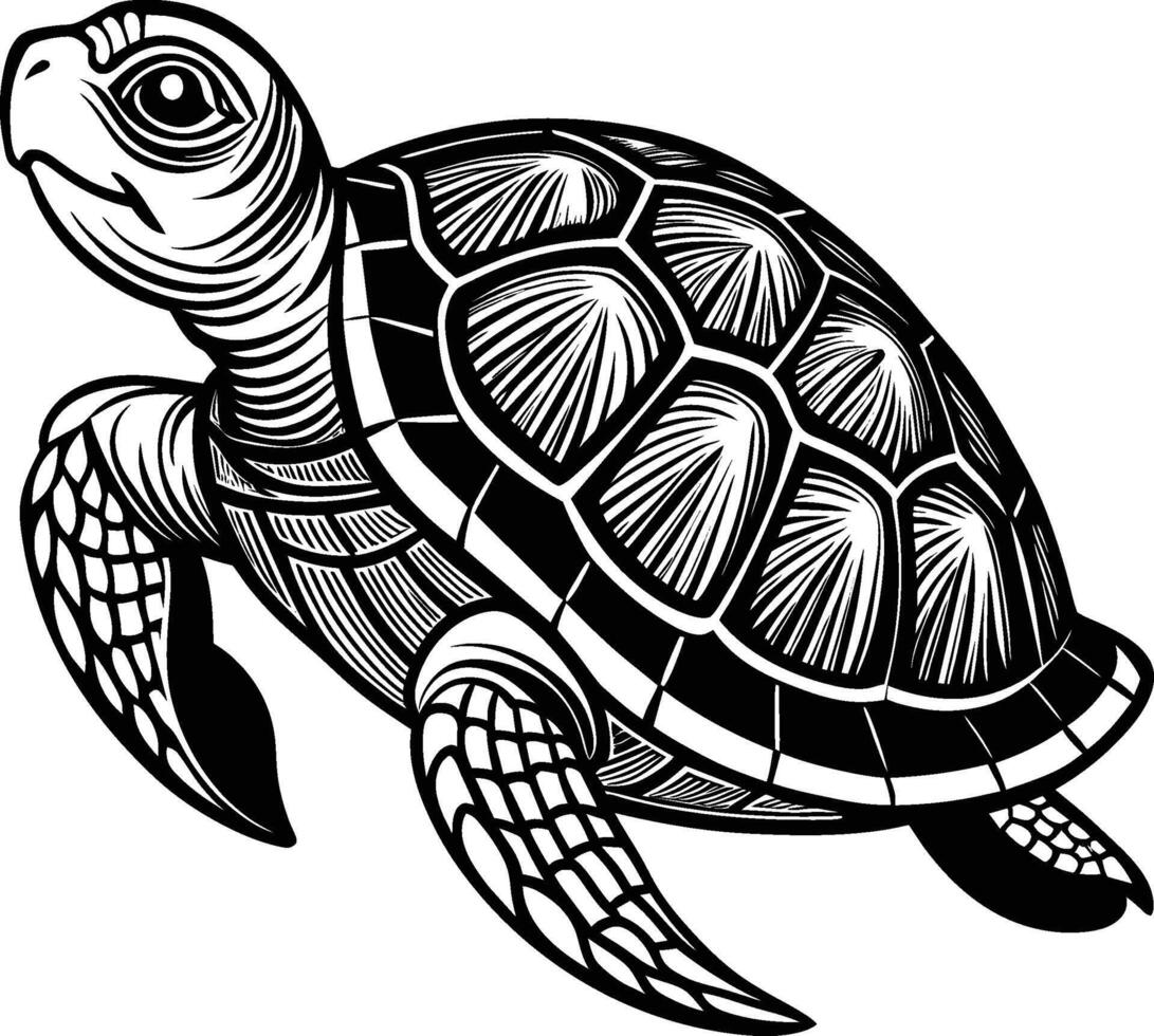 turtle illustration eps 10 vector