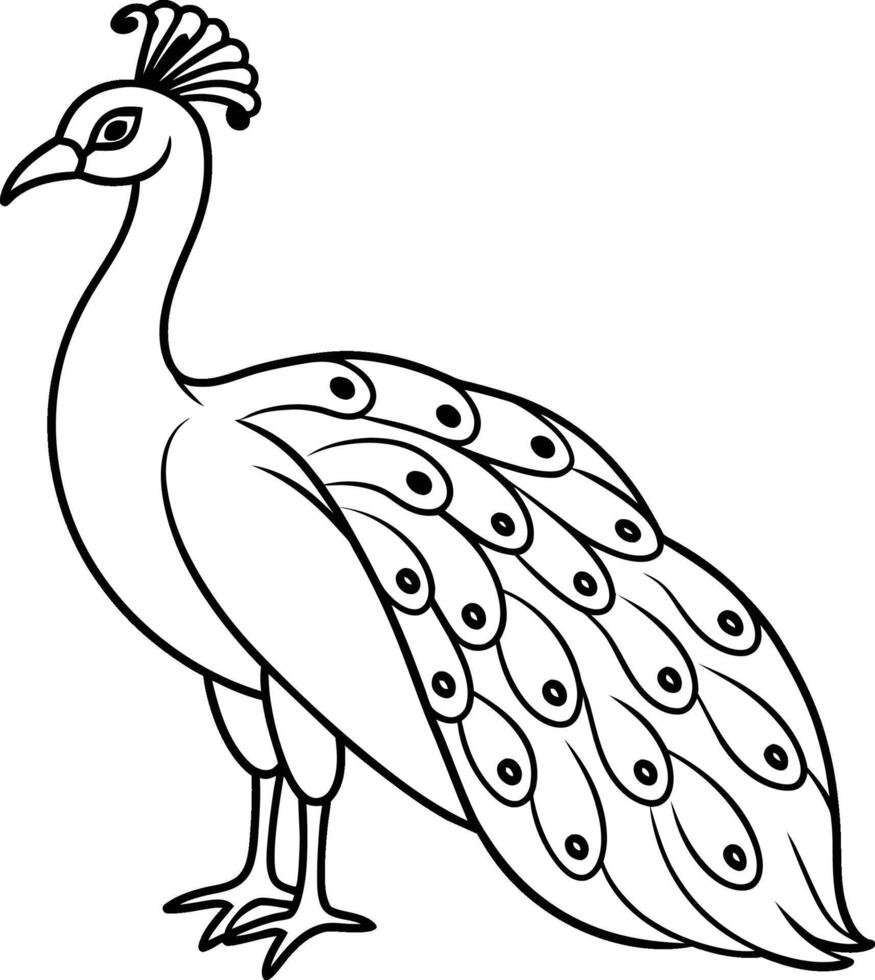 peacock isolated on white background vector
