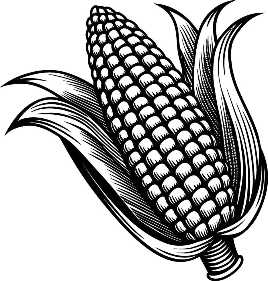 corn cobs isolated on white background vector