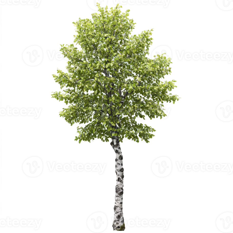 Alder Tree medium sized tree with dark fissured bark and glossy rounded leaves Alnus glutinosa png