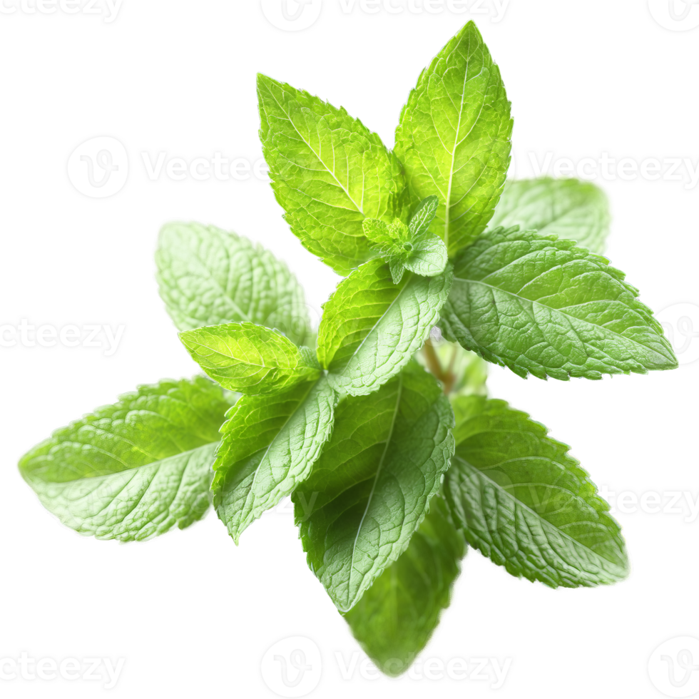Mint leaves bursting out in a cool invigorating explosion Mentha Food and Culinary concept png