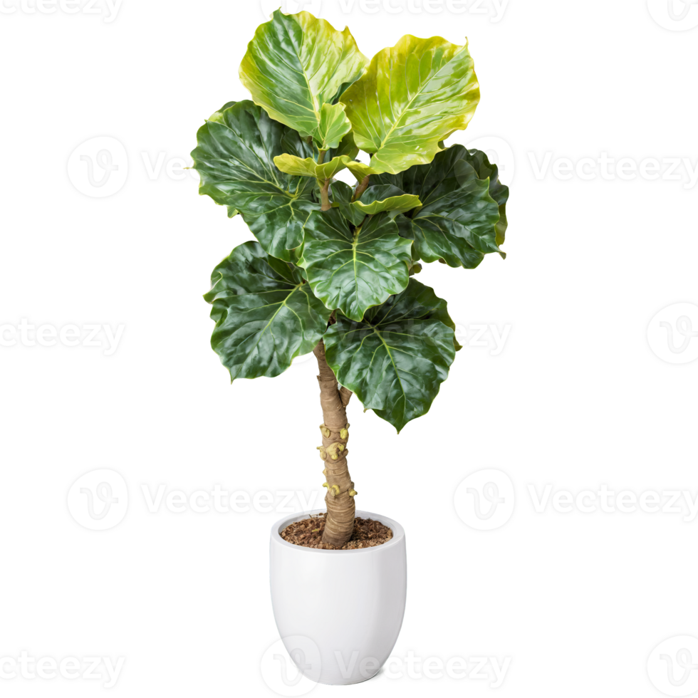 Fiddle Leaf Fig tall plant with large glossy violin shaped leaves in a white ceramic png