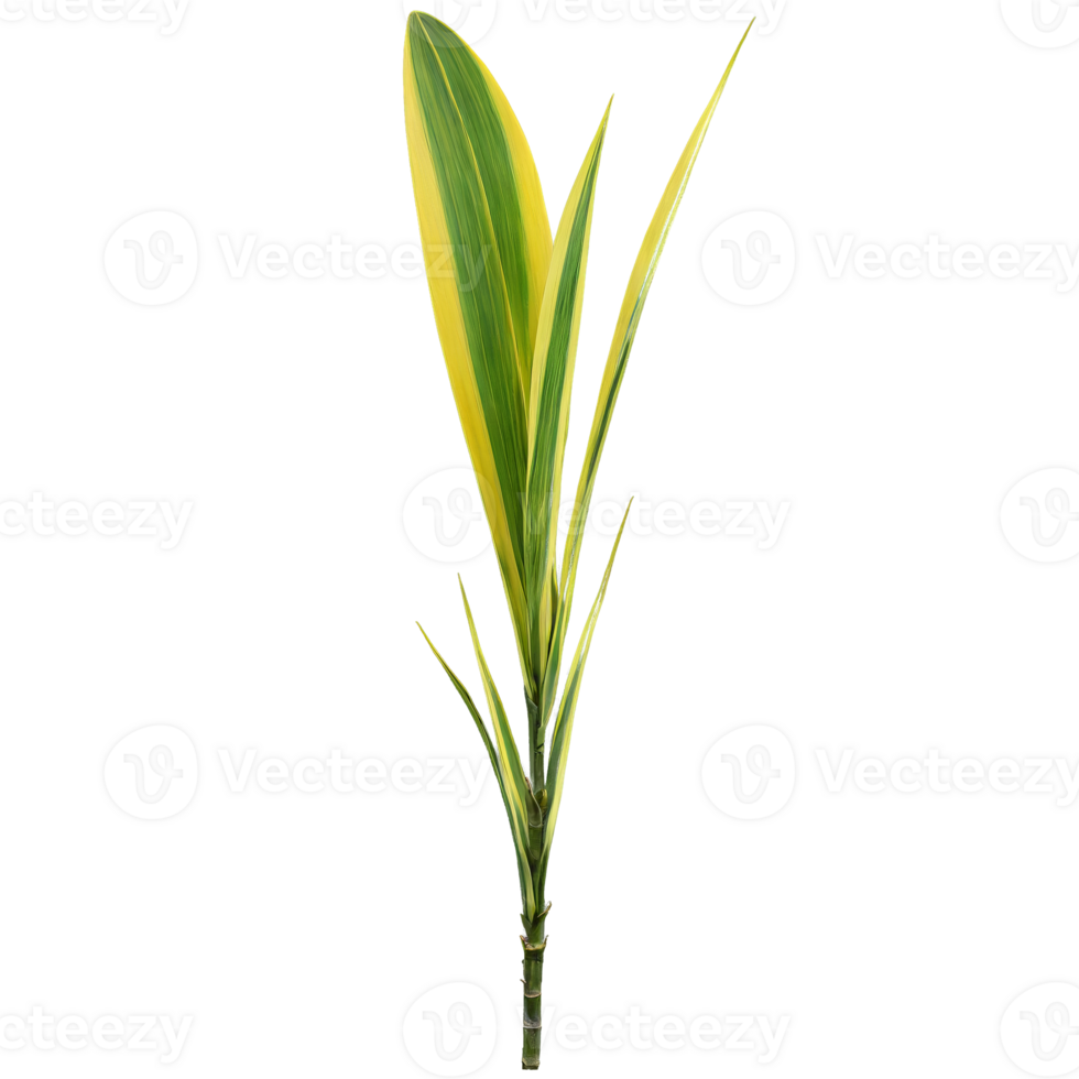 Dracaena leaf long sword shaped leaf with green and yellow striped variegation Dracaena reflexa Song png