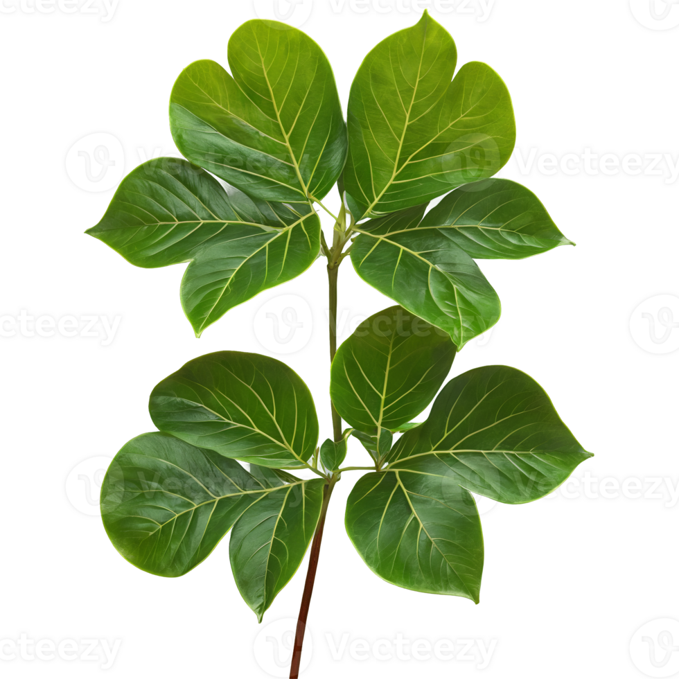 Schefflera leaf palmate leaf with glossy green leaflets and prominent veins Schefflera arboricola png