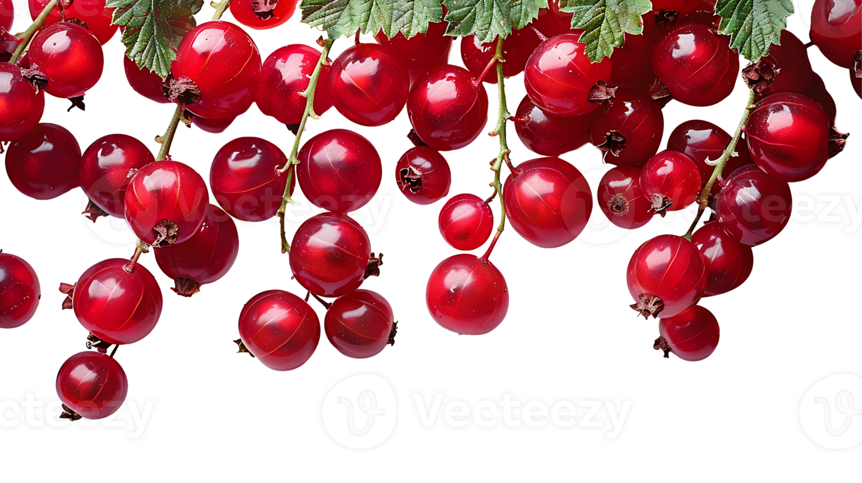 Fresh red currant fruit on a transparent background png