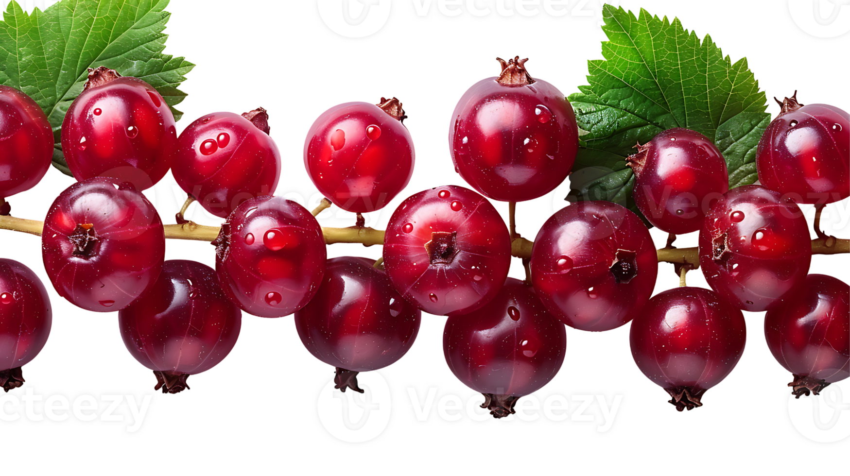 Fresh red currant fruit on a transparent background png