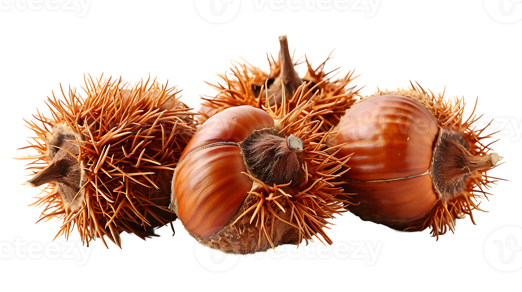 Organic chestnuts on a transparent background png