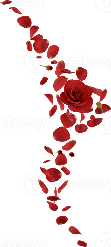 red rose flower png