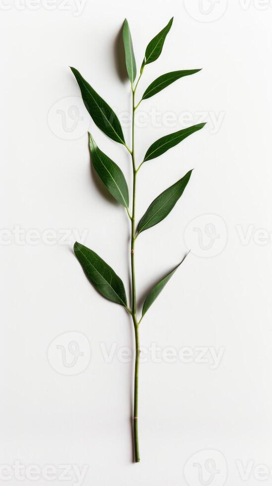 A lone green leaf gracefully rests on a pristine white surface photo