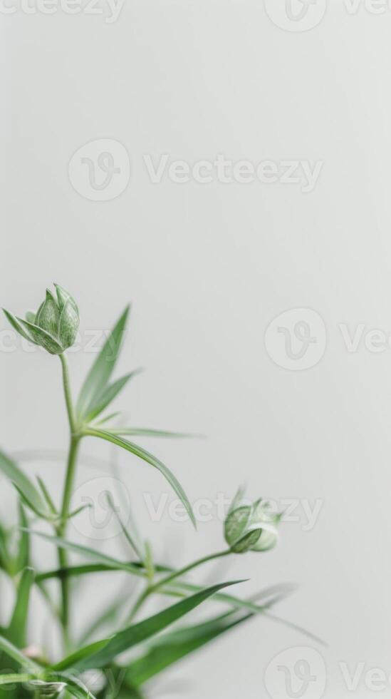 Green leaves in a white vase, projecting tranquility and harmony photo